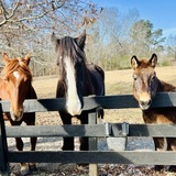 Entry image for Brave❤️ , Bravo & Catfish