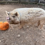 Entry image for Bruno