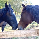 Entry image for Alivie and River