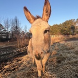 Entry image for Santana