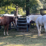 Entry image for Silver and Cajun