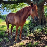 Entry image for Braveheart