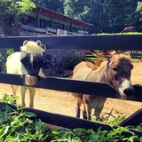 Entry image for Scout, Lil' Hump, Amelia, Peanut