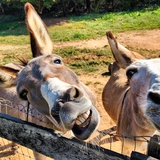 Entry image for Shadow and Bella