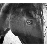 Entry image for Sparrow