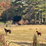 Entry image for Bravo and Braveheart