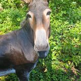 Entry image for Stella