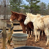 Entry image for Lester, Humphrey, Moe