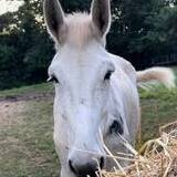 Entry image for Opal