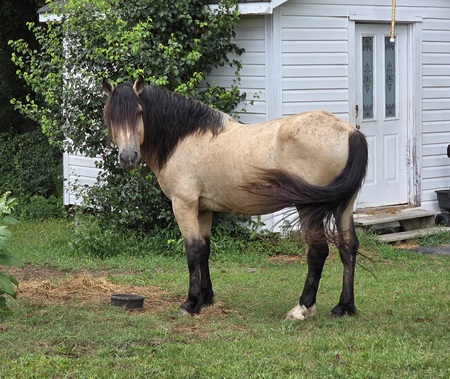 Entry image for El Dorado. Clicking this image will show a larger photo