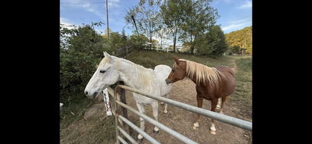 Entry image for Silver and Cajun. Clicking this image will show a larger photo