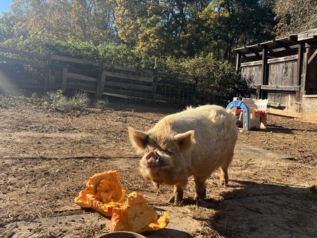 Entry image for Bruno. Clicking this image will show a larger photo