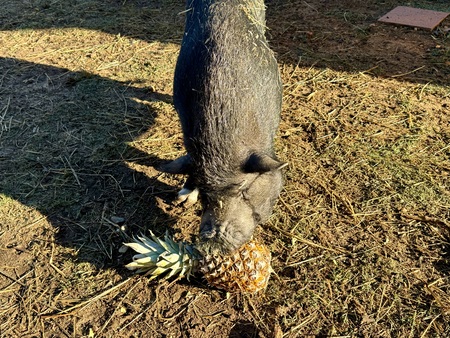 Entry image for Snortamur. Clicking this image will show a larger photo