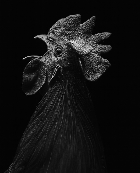 Entry image for Bart. Clicking this image will show a larger photo