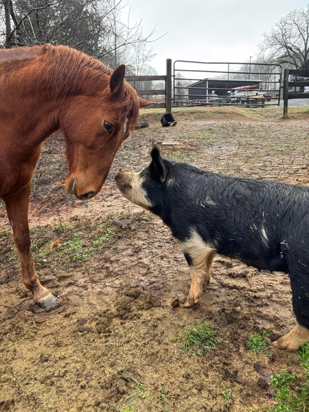 Entry image for Braveheart and Blossom . Clicking this image will show a larger photo