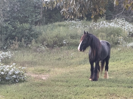 Entry image for Bravo. Clicking this image will show a larger photo