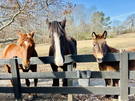 Entry image for Brave❤️ , Bravo & Catfish. Clicking this image will show a larger photo