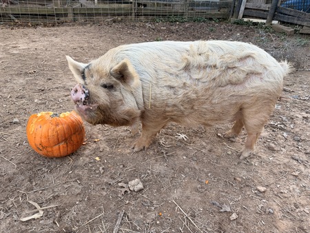 Entry image for Bruno. Clicking this image will show a larger photo