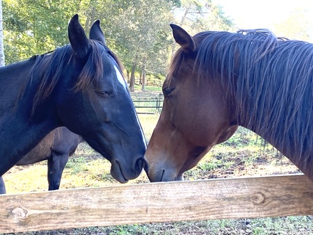 Entry image for Alivie and River. Clicking this image will show a larger photo