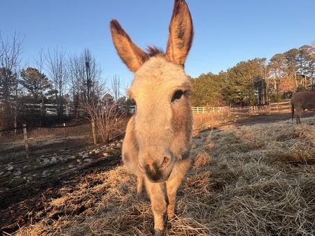 Entry image for Santana. Clicking this image will show a larger photo