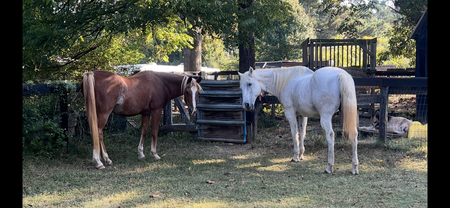 Entry image for Silver and Cajun. Clicking this image will show a larger photo