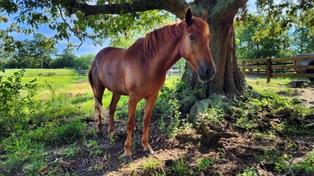 Entry image for Braveheart. Clicking this image will show a larger photo