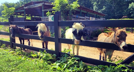 Entry image for Scout, Lil' Hump, Amelia, Peanut. Clicking this image will show a larger photo