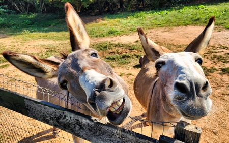 Entry image for Shadow and Bella. Clicking this image will show a larger photo