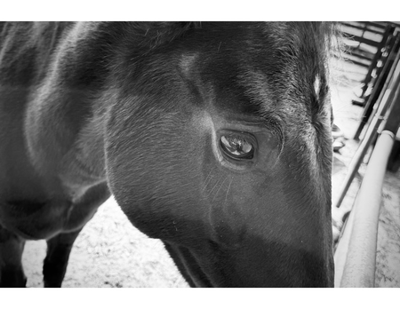 Entry image for Sparrow. Clicking this image will show a larger photo