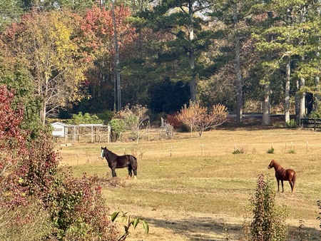 Entry image for Bravo and Braveheart. Clicking this image will show a larger photo