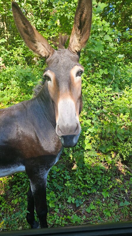 Entry image for Stella. Clicking this image will show a larger photo