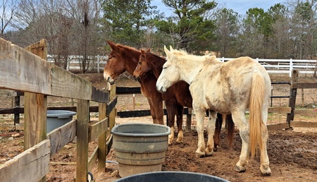 Entry image for Lester, Humphrey, Moe. Clicking this image will show a larger photo