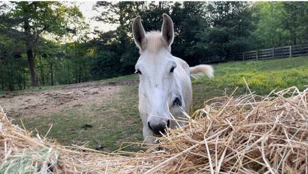 Entry image for Opal. Clicking this image will show a larger photo