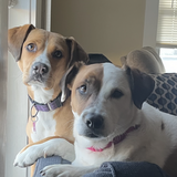 Entry image for Tilly & Ellie