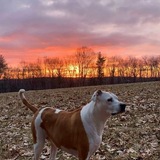 Entry image for Poppy