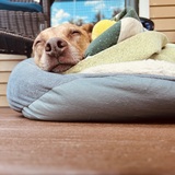 Entry image for Bella