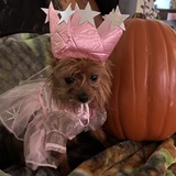 Entry image for Glinda Bear