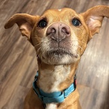 Entry image for Tharros