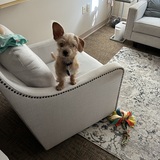 Entry image for Ollie