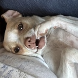 Entry image for Birdie 