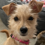 Entry image for Lucy