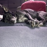 Entry image for Maebug