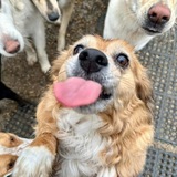 Entry image for Cookie