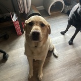 Entry image for Chewbacca