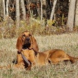 Entry image for Millie