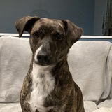 Entry image for Gracie