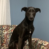 Entry image for Evie