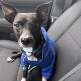 Entry image for Paddington