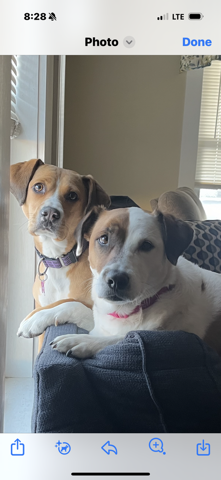 Entry image for Tilly & Ellie. Clicking this image will show a larger photo