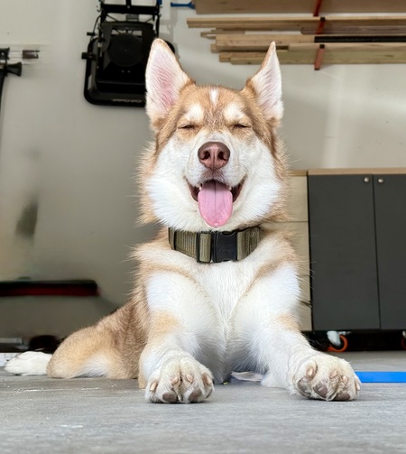 Entry image for Maverick . Clicking this image will show a larger photo